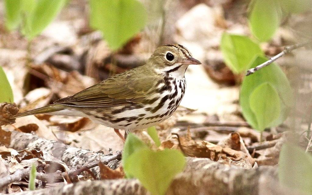 Ovenbird by Fyn Kynd is licensed under CC BY 2.0
